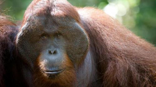 Что у лося на подбородке. Настоящая загадка: для чего человеку подбородок?