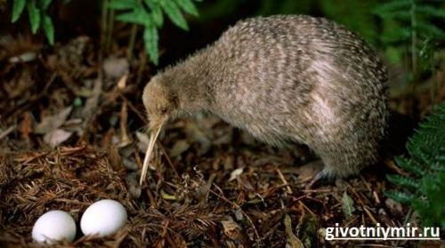Киви птица интересные факты. Интересные факты о птице киви 04