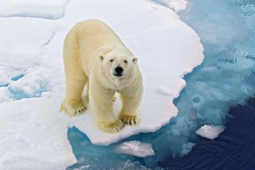 Где живут белые медведи. Белый медведь: где обитают, чем питаются, образ жизни, 80 фото + видео!