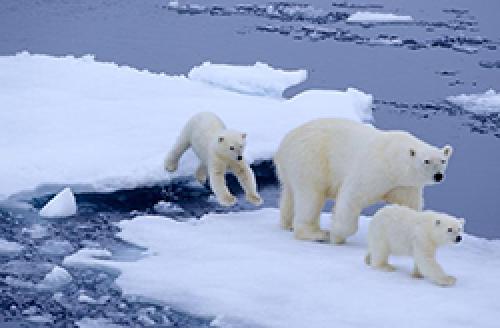 Белый медведь описание. Краткое описание белого медведя