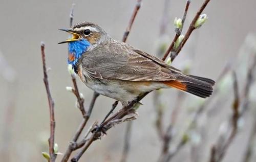 Куда улетают на зиму соловьи. Виды соловьев