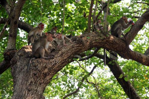 Интересные факты про обезьян. Интересные факты об обезьянах. 02