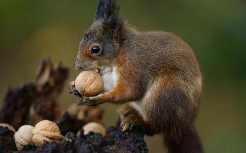 Белки интересные факты. Интересные факты про белок 07