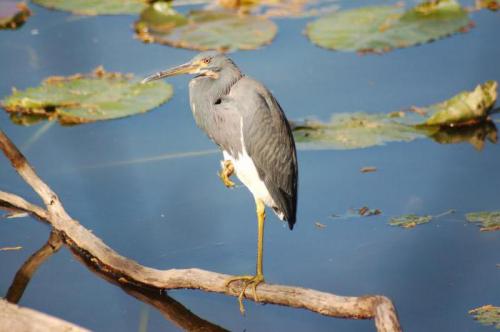 Почему цапля стоит на одной ноге в воде? 04