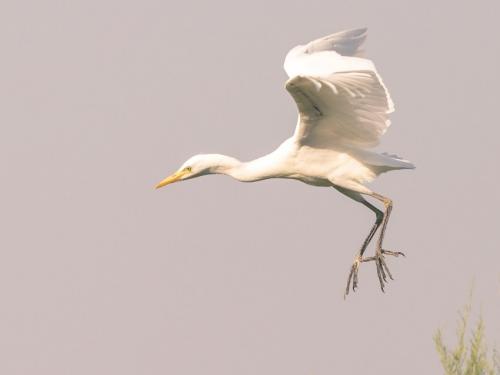 Чем питается цапля. Описание птицы