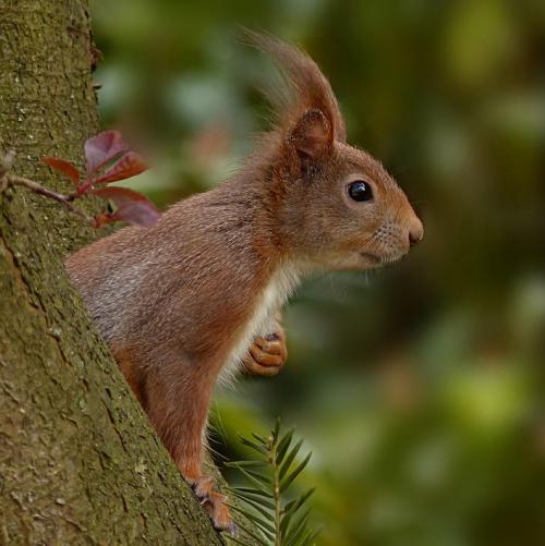Белки интересные факты о белках. Белки — интересные факты
