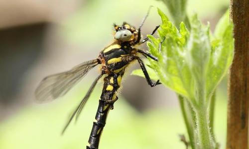 Интересные факты стрекоза. Интересные факты о стрекозах + Видео
