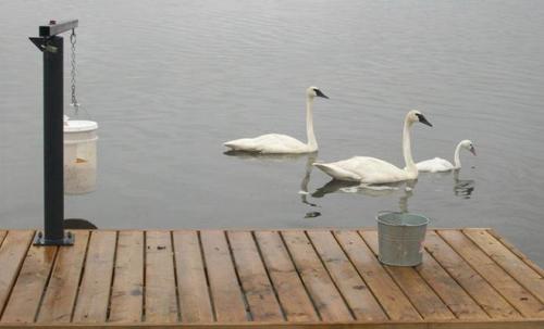 Лебеди сколько живут. Сколько живут лебеди. Лебедь: описание, виды и повадки 07