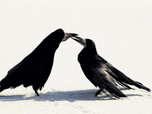 Куда улетают на зиму соловьи. Виды соловьев 20 Куда улетают на зиму соловьи. Виды соловьев 20