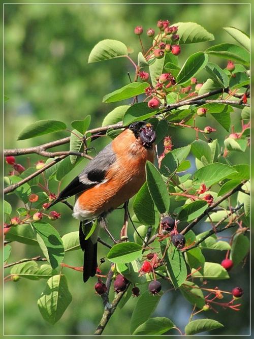 Куда улетают на лето снегири. Куда весной улетают снегири?