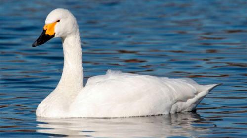 Серый лебедь. Разновидности пород лебедей