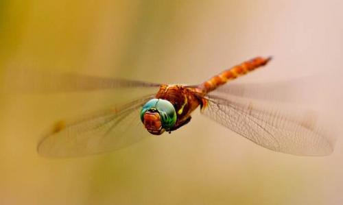 Интересные факты стрекоза. Интересные факты о стрекозах + Видео