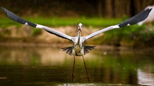 Чем питается цапля. Описание птицы