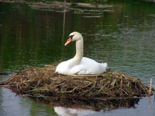 Лебеди сколько живут. Сколько живут лебеди. Лебедь: описание, виды и повадки 16