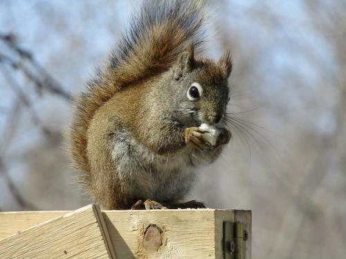 Белки интересные факты о белках. Белки — интересные факты