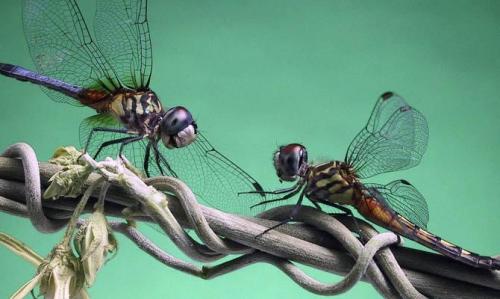 Интересные факты стрекоза. Интересные факты о стрекозах + Видео