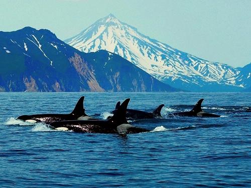 Интересные факты касатка. Жизнь касаток 09