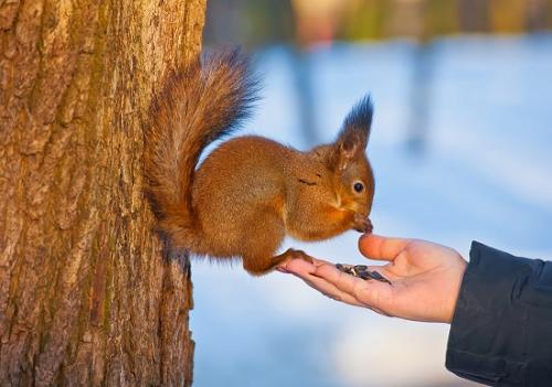 Белки интересные факты. Интересные факты про белок 03