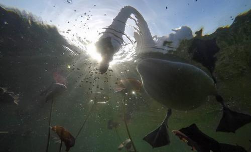 Лебеди сколько живут. Сколько живут лебеди. Лебедь: описание, виды и повадки 04