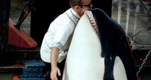 Интересные факты касатка. Жизнь касаток 06