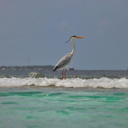 Чем питается цапля. Описание птицы