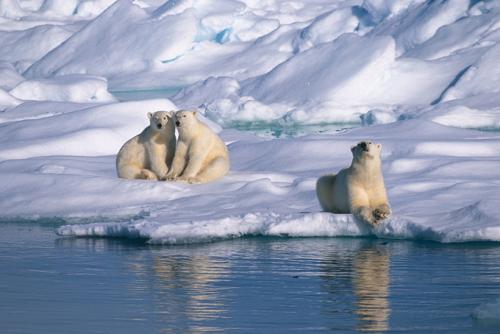Белый медведь описание. Краткое описание белого медведя