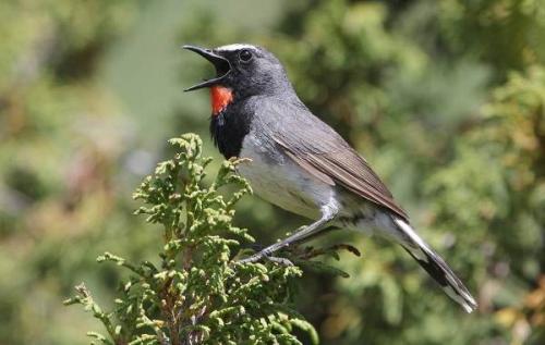 Куда улетают на зиму соловьи. Виды соловьев