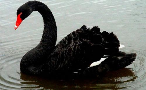 Серый лебедь. Разновидности пород лебедей