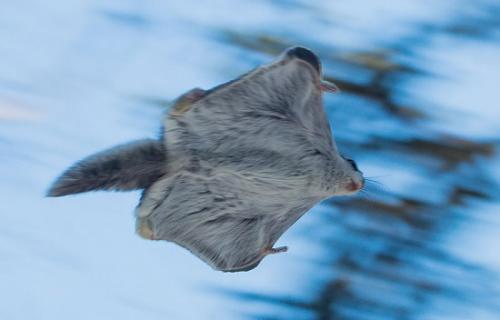 Белки интересные факты. Интересные факты про белок 02