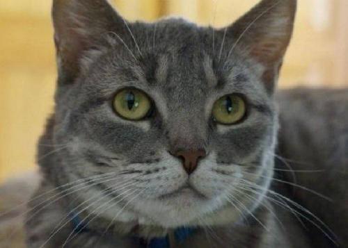 Факты о Александре Македонском. 15 фактов об Александре Македонском