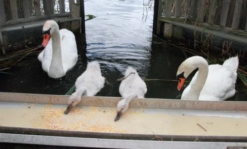 Лебеди сколько живут. Сколько живут лебеди. Лебедь: описание, виды и повадки 08