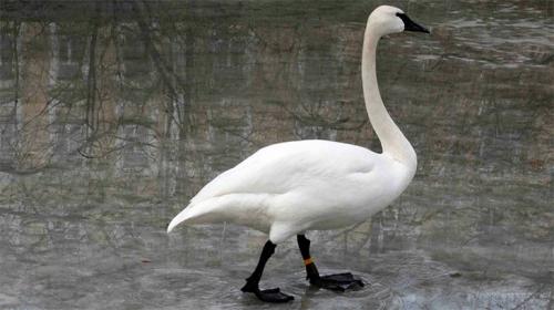 Серый лебедь. Разновидности пород лебедей