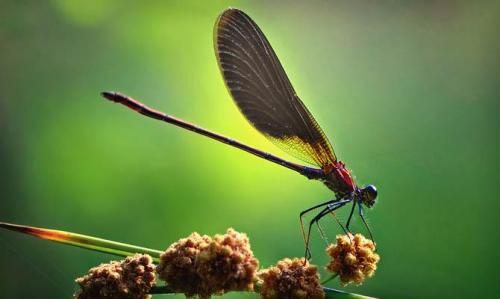 Интересные факты стрекоза. Интересные факты о стрекозах + Видео