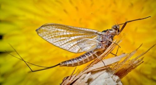Интересные факты о подёнках. Поденки – насекомое, которое никогда не ест и живет один день