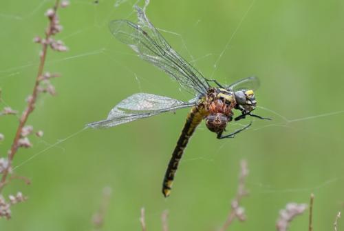 Стрекоза факты интересные. 50 интересных фактов о стрекозах 07