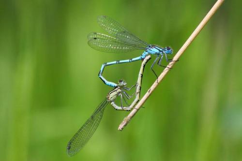 Стрекоза факты интересные. 50 интересных фактов о стрекозах 14