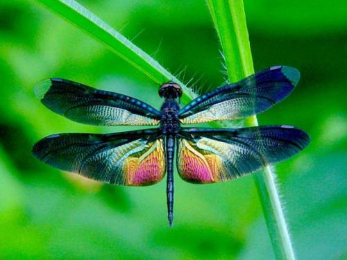 Стрекоза факты интересные. 50 интересных фактов о стрекозах 09