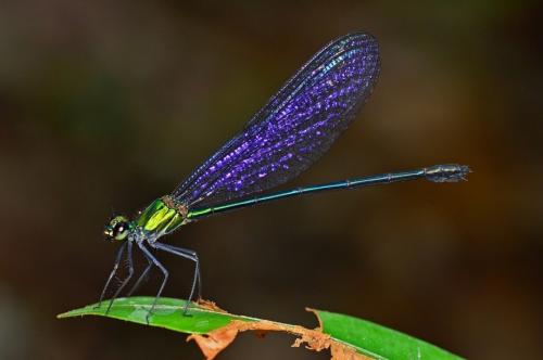 Стрекоза факты интересные. 50 интересных фактов о стрекозах 03