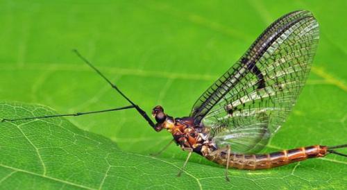 Интересные факты о подёнках. Поденки – насекомое, которое никогда не ест и живет один день