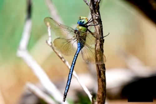 Стрекоза факты интересные. 50 интересных фактов о стрекозах 02