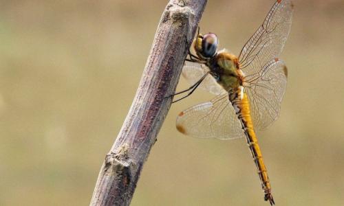 Стрекоза факты интересные. 50 интересных фактов о стрекозах 06