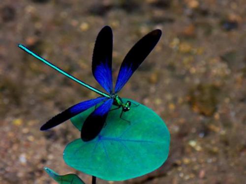 Стрекоза факты интересные. 50 интересных фактов о стрекозах 11