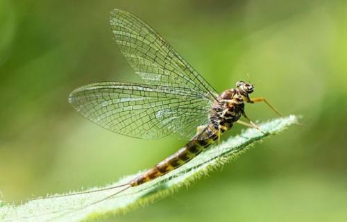 Интересные факты о подёнках. Поденки – насекомое, которое никогда не ест и живет один день