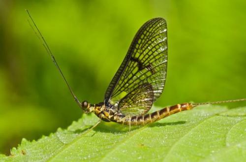 Интересные факты о подёнках. Поденки – насекомое, которое никогда не ест и живет один день