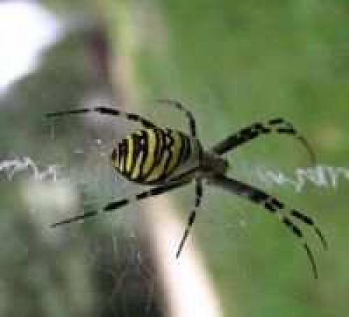 Интересные факты о пауках