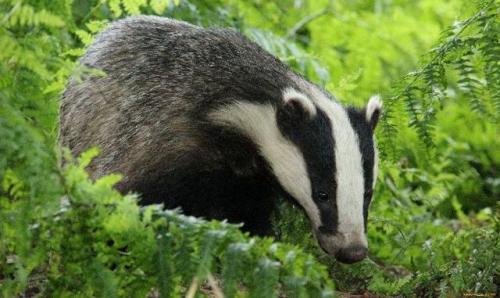 Короткий рассказ о барсуке. Внешний вид