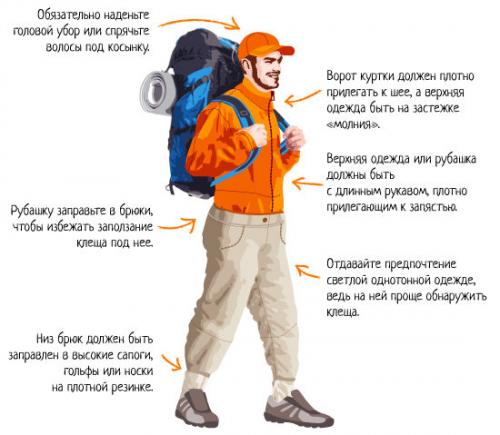 10 фактов о клещах. 5 важных фактов про клещей: