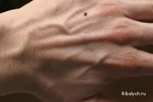 Интересные факты о клещах. Боррелиоз и энцефалит: интересные факты — все, что нужно знать о клещах 05