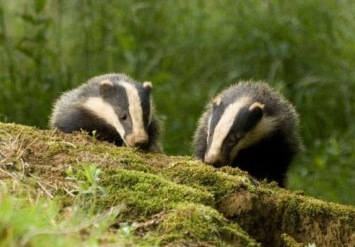 Короткий рассказ о барсуке. Внешний вид