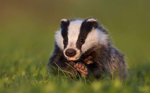 Короткий рассказ о барсуке. Внешний вид